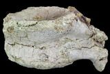 Agujaceratops Vertebrae - Aguja Formation, Texas #88712-4